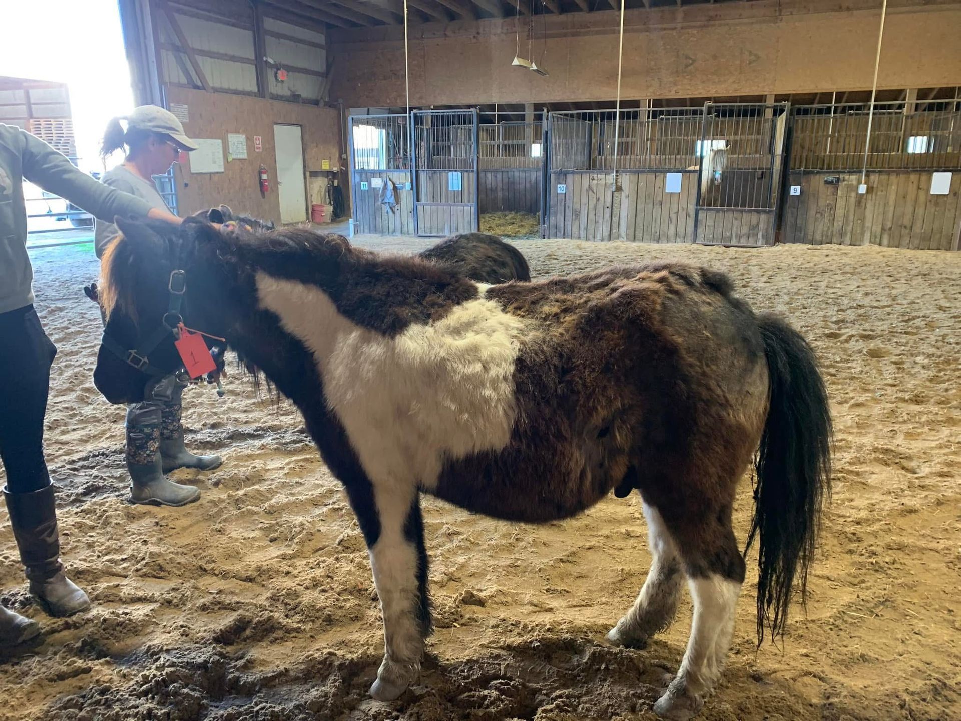 A brown and white horse is standing in the dirt in a stable.