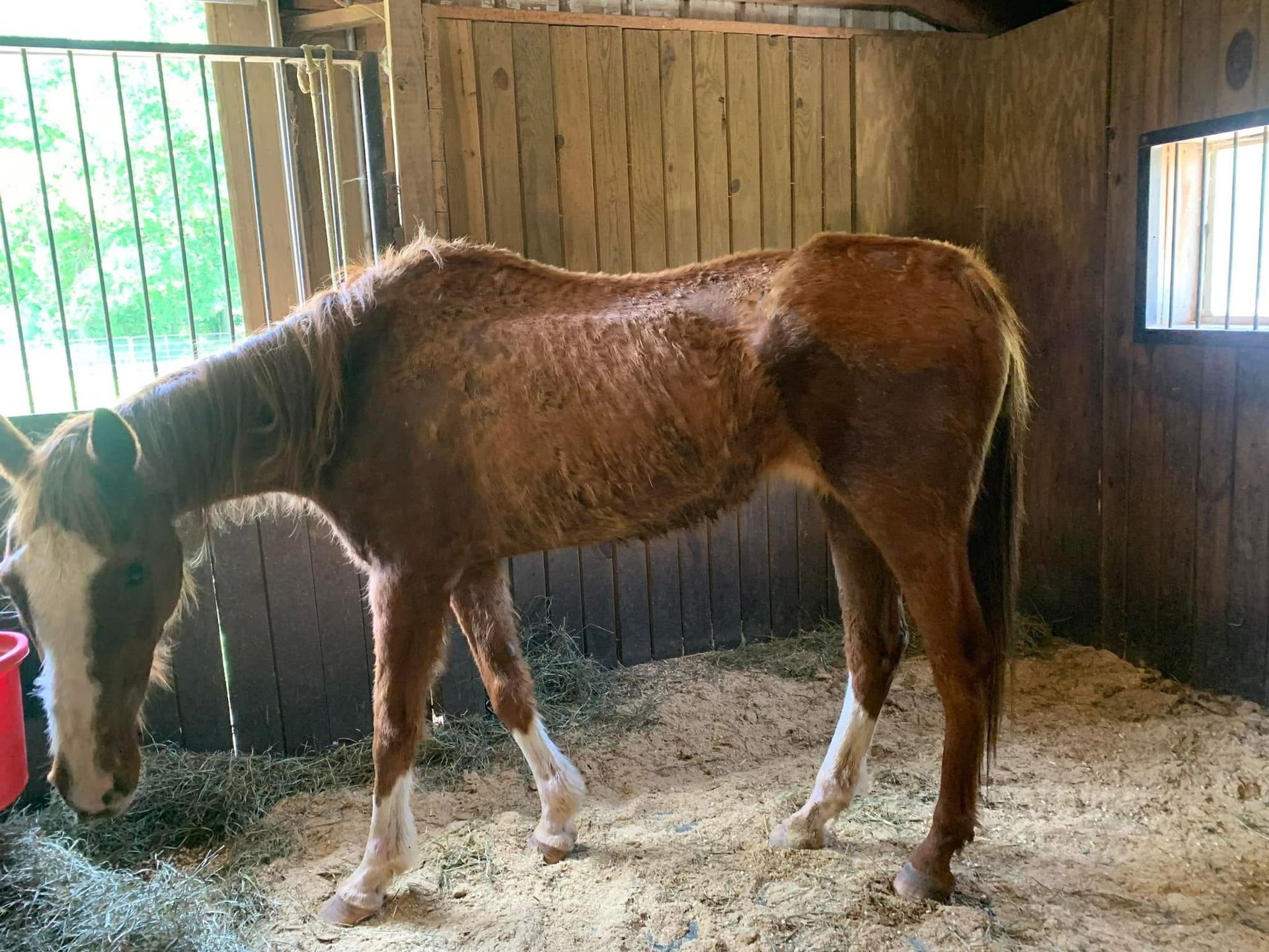A brown horse is standing in a wooden stable eating hay.