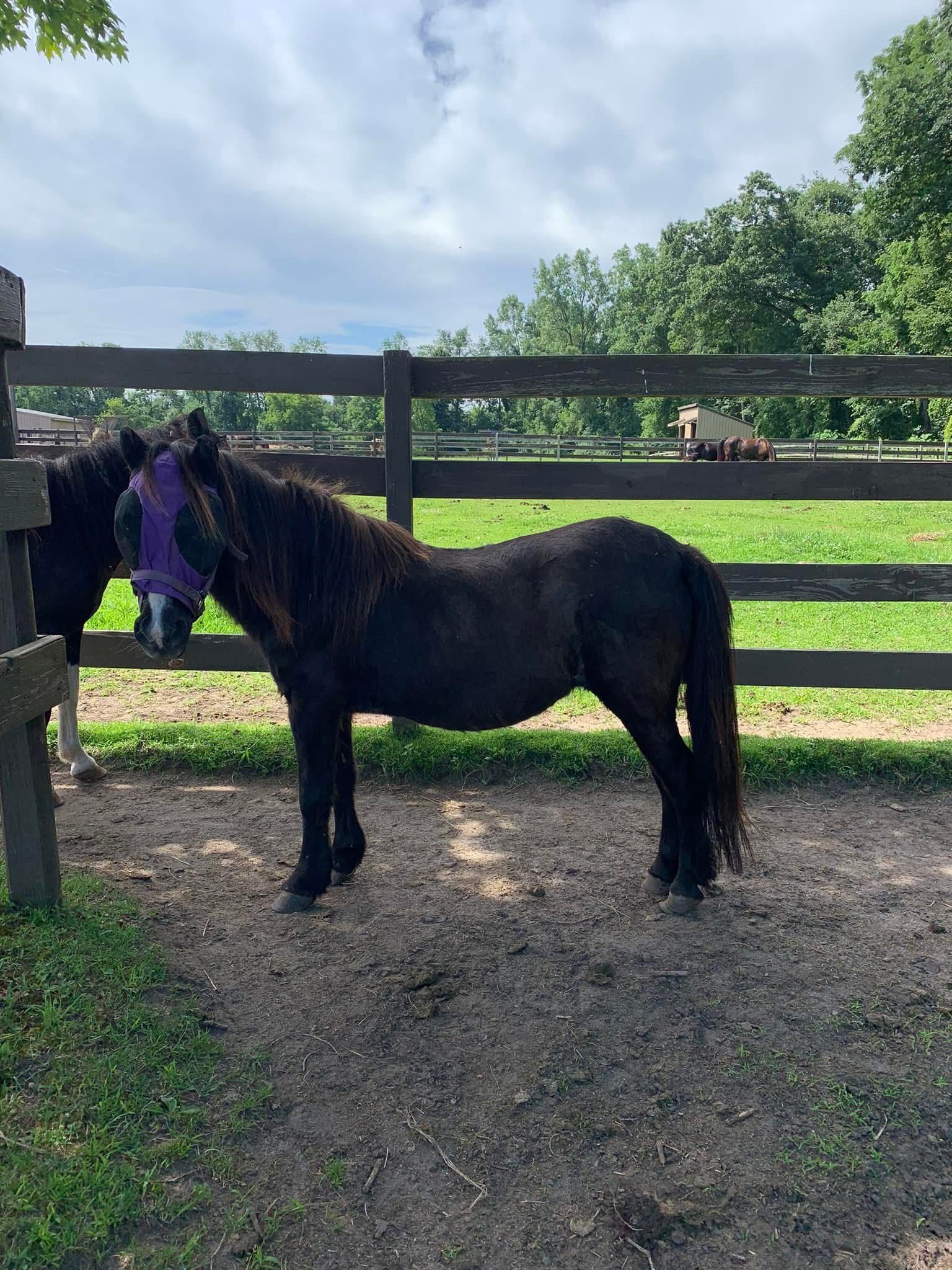 Two horses are standing next to each other in a field behind a wooden fence.