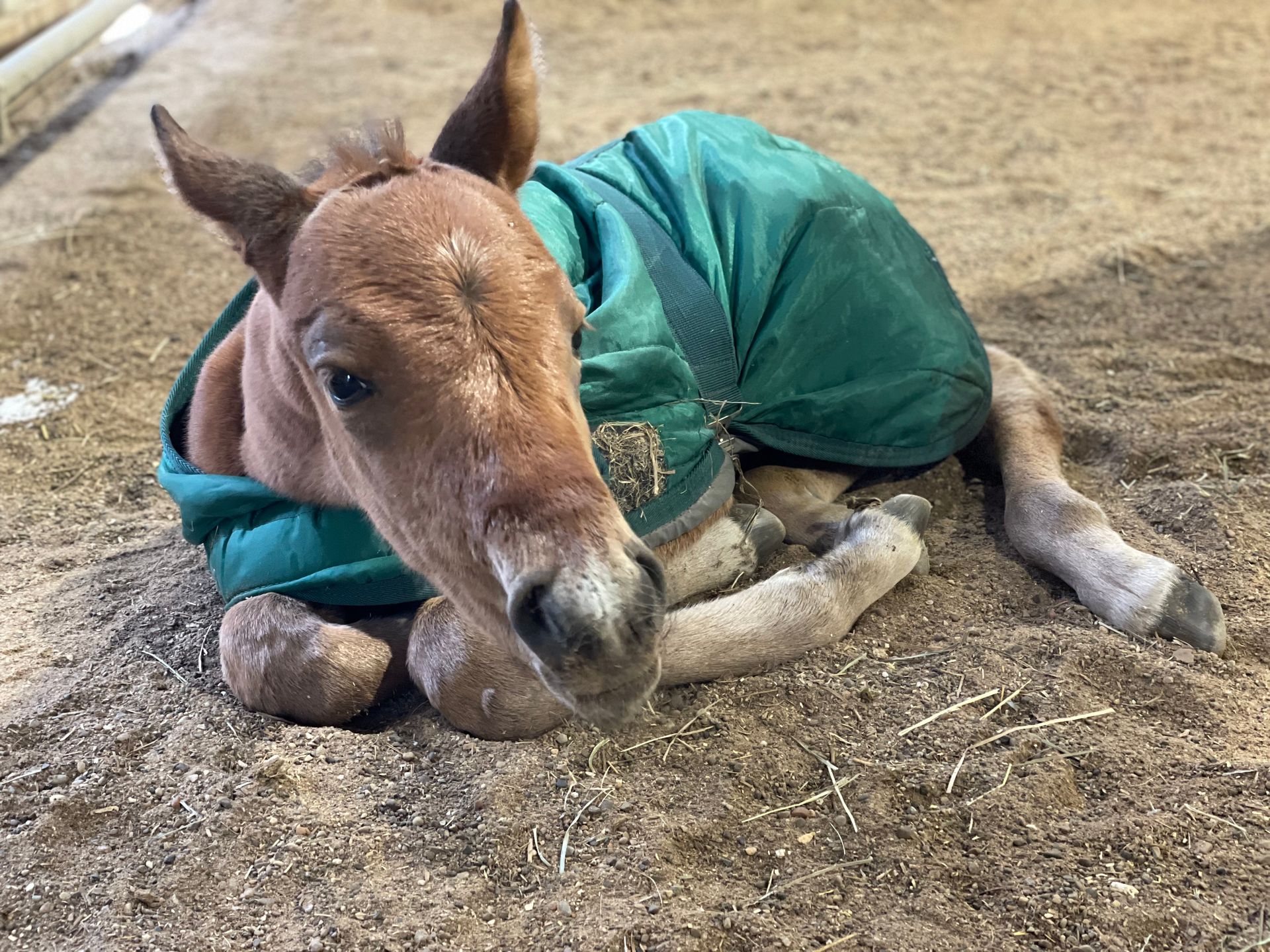 A baby horse wearing a green blanket is laying on the ground.