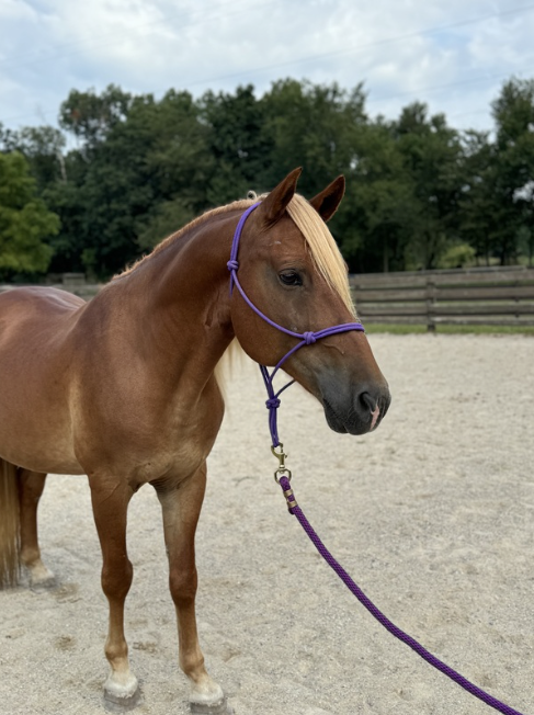 A brown horse wearing a purple bridle is standing in a dirt field.