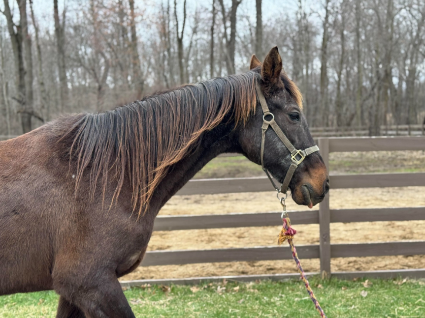 A brown horse wearing a bridle is standing in a field.