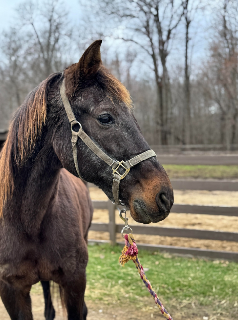 A brown horse wearing a bridle is standing in a field.