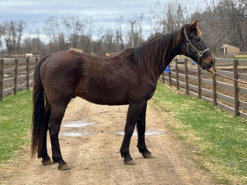 A brown horse is standing on a dirt road next to a wooden fence.