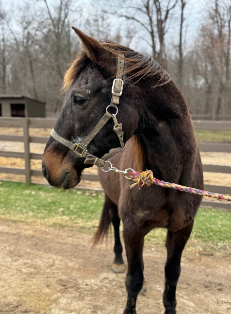 A brown horse wearing a bridle is standing in a field.