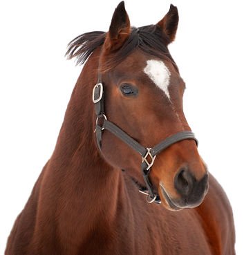 A brown horse with a white spot on its forehead