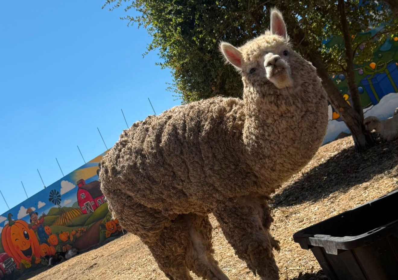 Interactive Petting Zoo and Animal Feeding