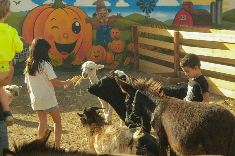 Child in orange dress standing among pumpkins at a pumpkin patch
