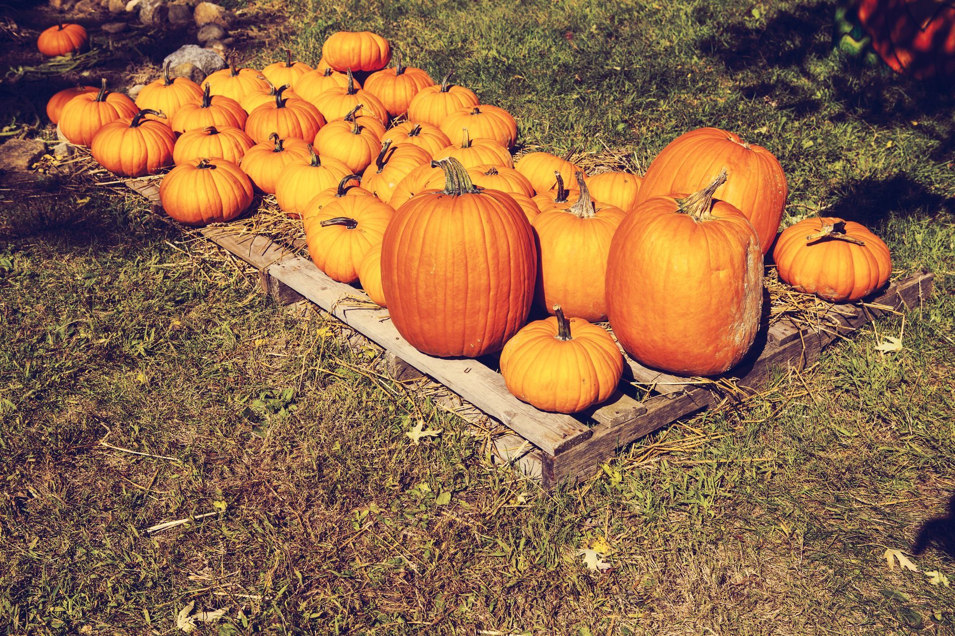 Pumpkins piled on a wooden pallet in a grassy field, including several large orange pumpkins
