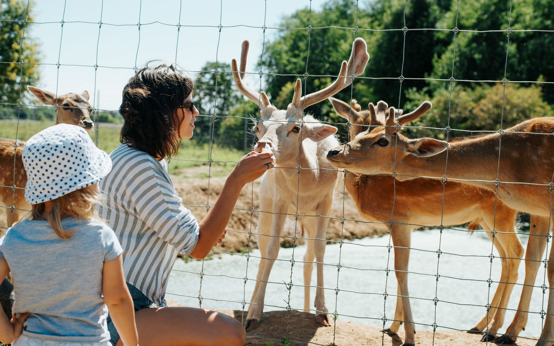 Interactive Petting Zoo and Animal Feeding