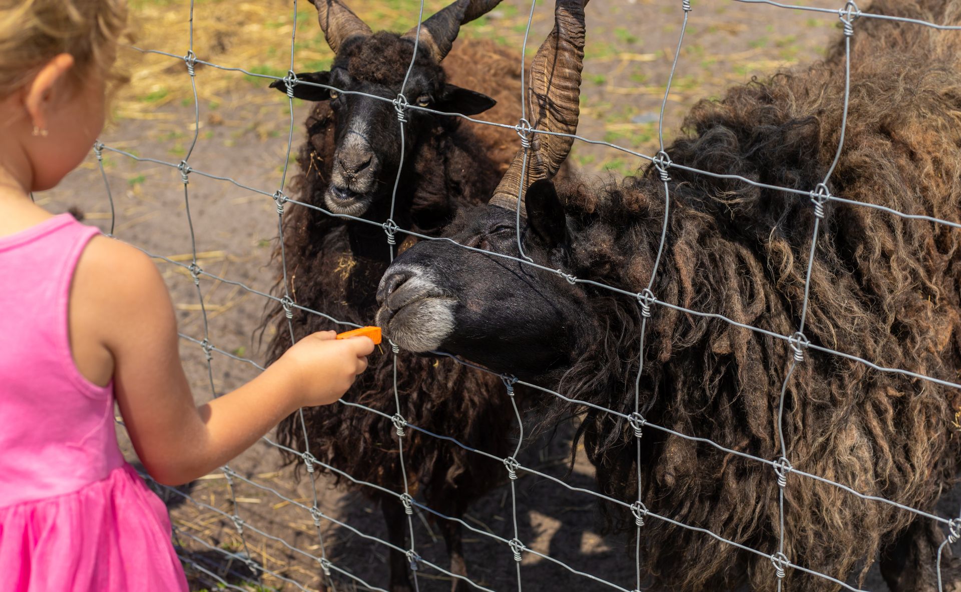 Girl in pink feeding a black goat through a wire fence at a farm