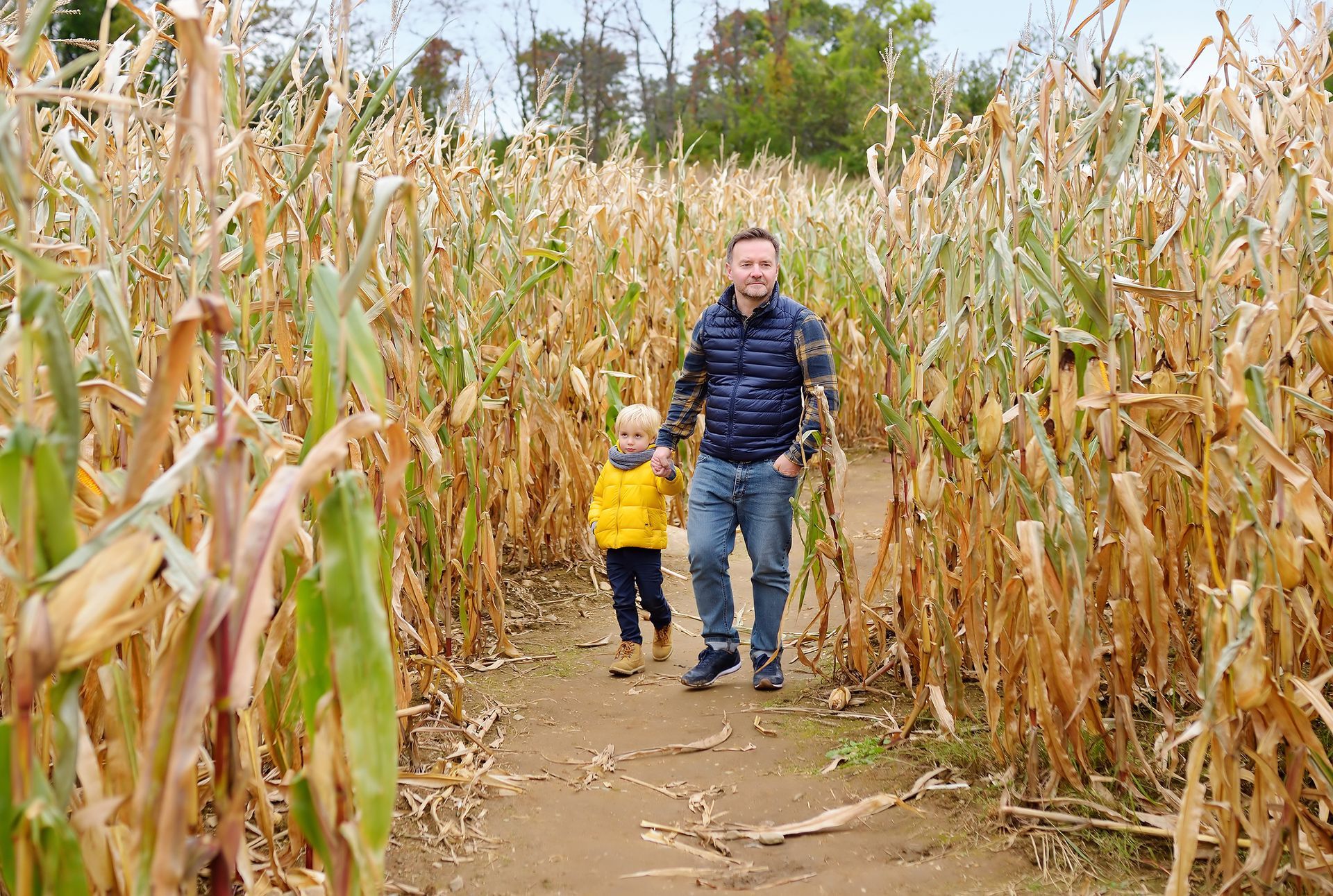 Adult and child walking on a dirt path through a cornfield