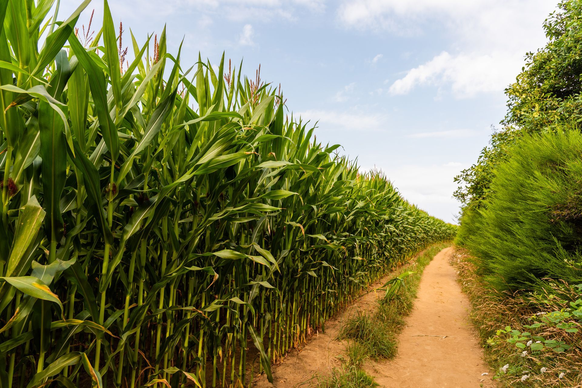 Narrow dirt path between tall green crop rows under a partly cloudy sky