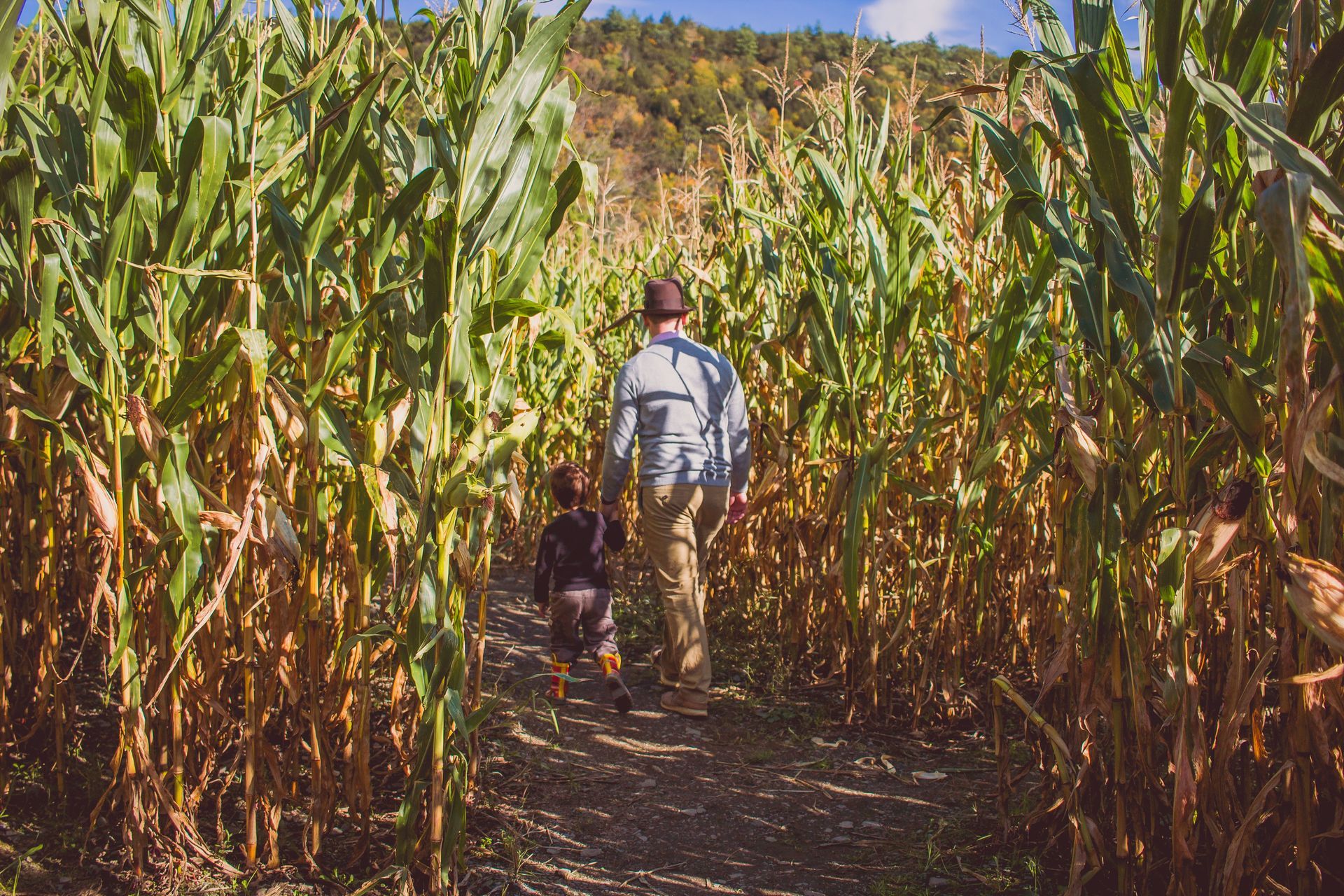 The Monterey Road Corn Maze