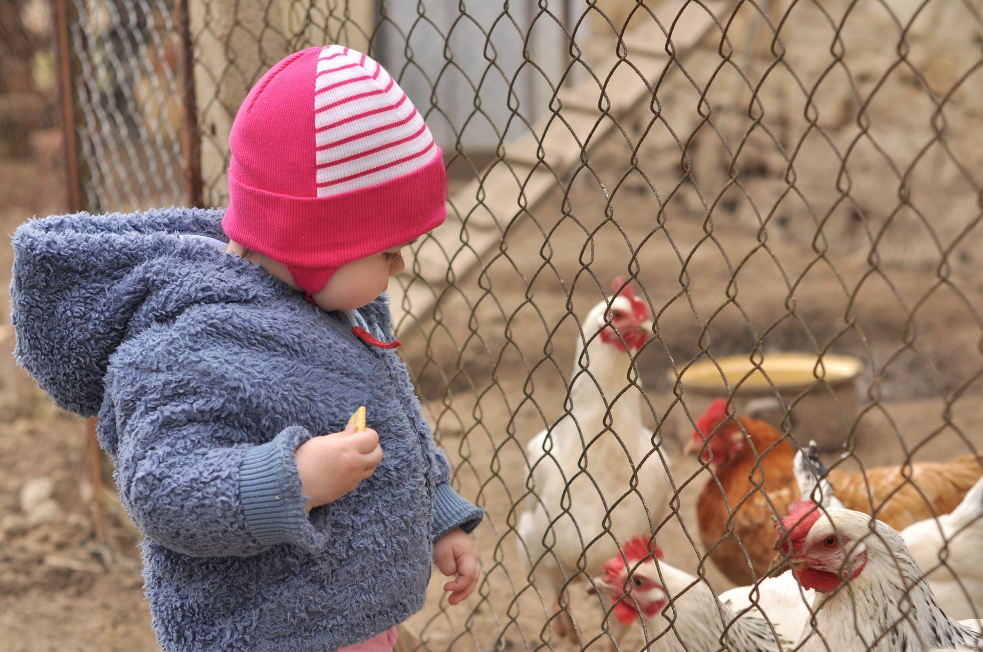 Child in pink hat and blue coat watching chickens through a wire fence.