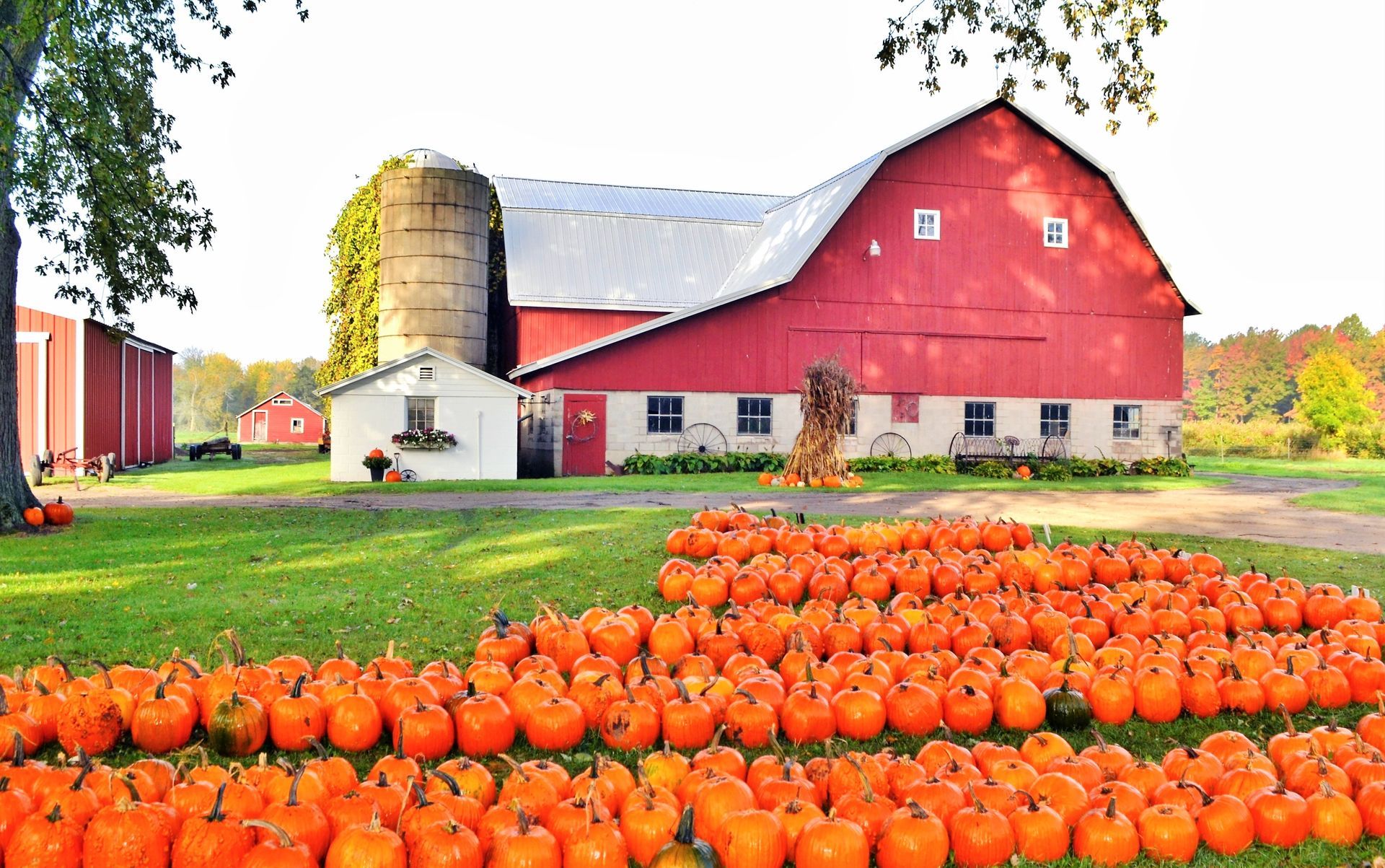 Red barn beside a silo with rows of orange pumpkins in a field