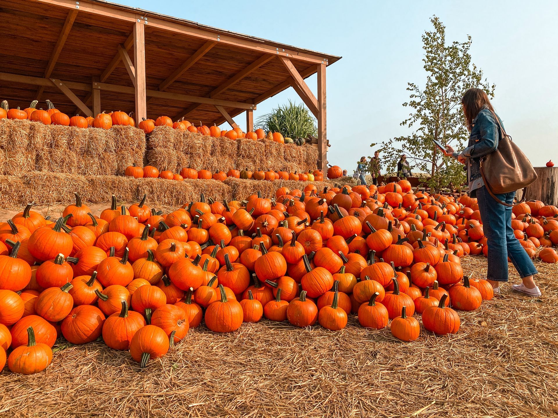 Pick Your Own Pumpkins and Gourds