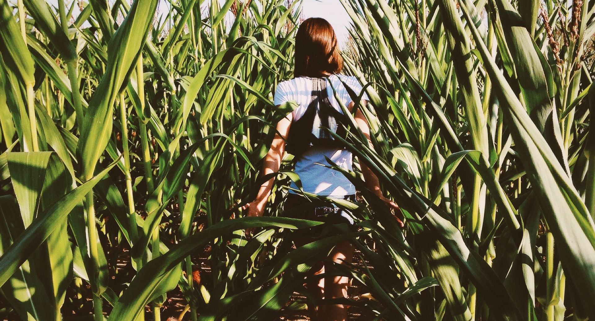 person walking through corn maze