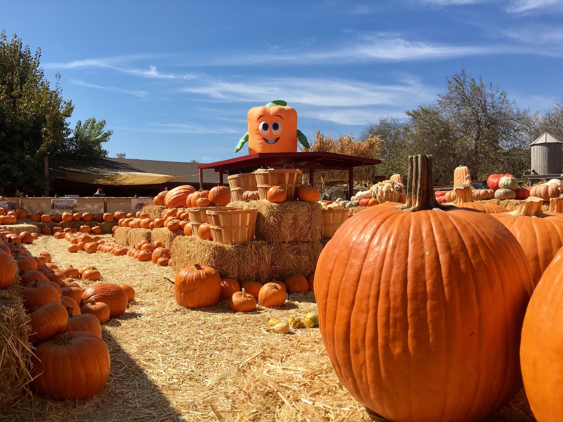 Child walking through a pumpkin patch with many orange pumpkins on dry grass