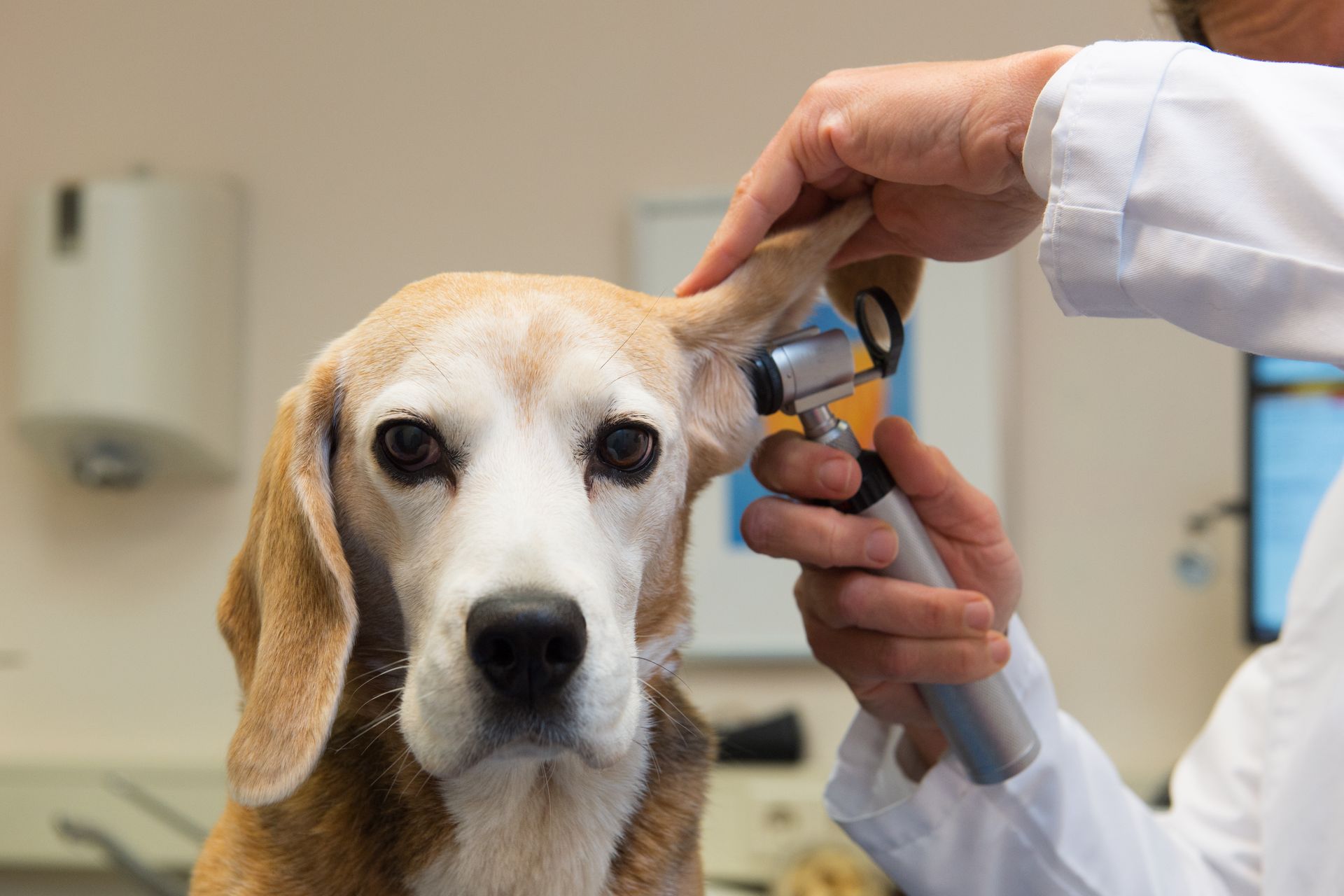 Beagle sitting on an examination table during a veterinary checkup