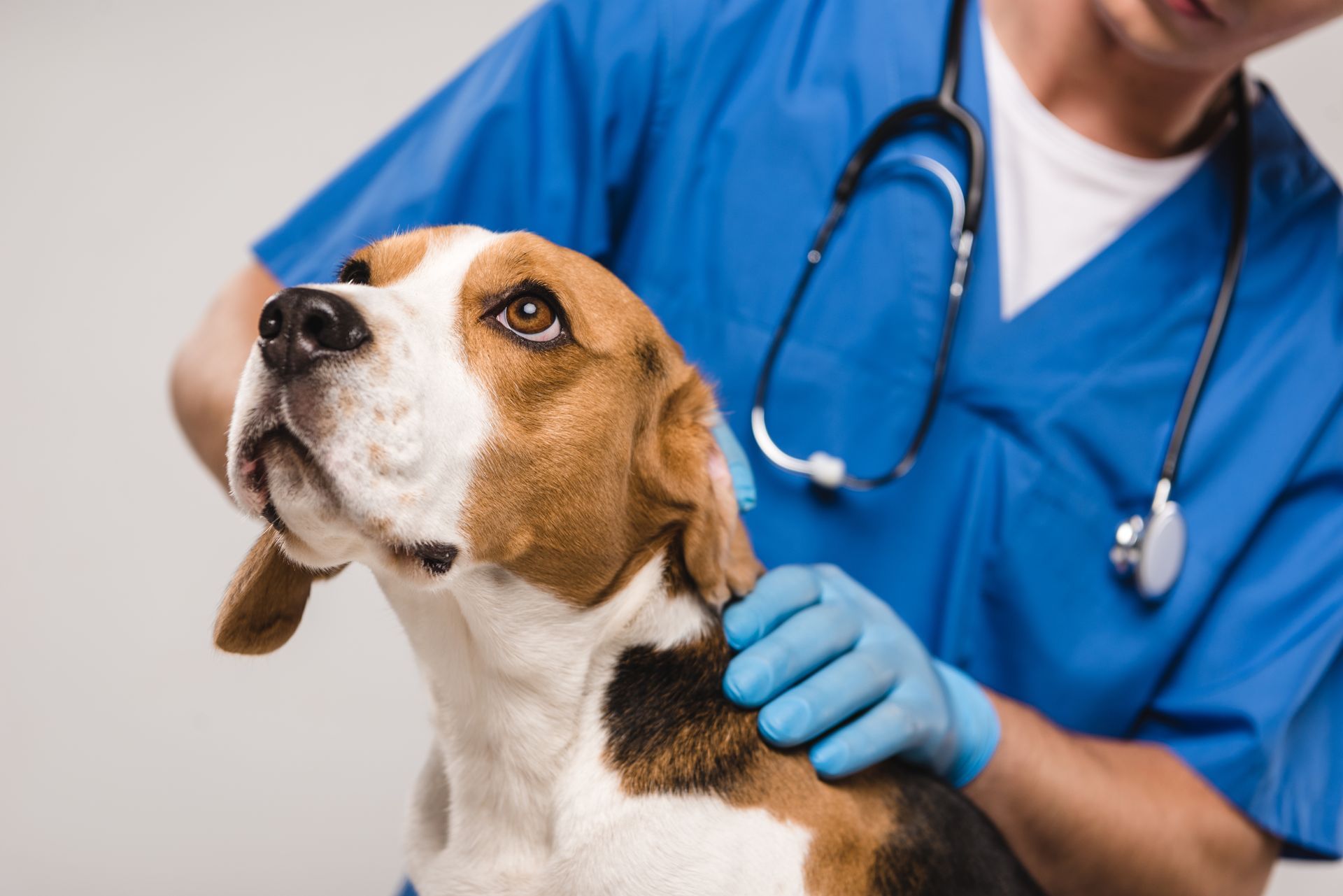 A vet is inspecting a dog. A vet is inspecting a dog.