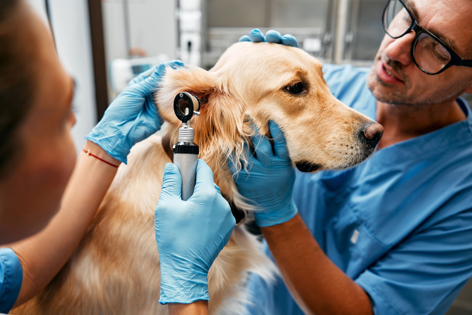 Veterinarian doctors conduct a routine examination of a dog on a table.