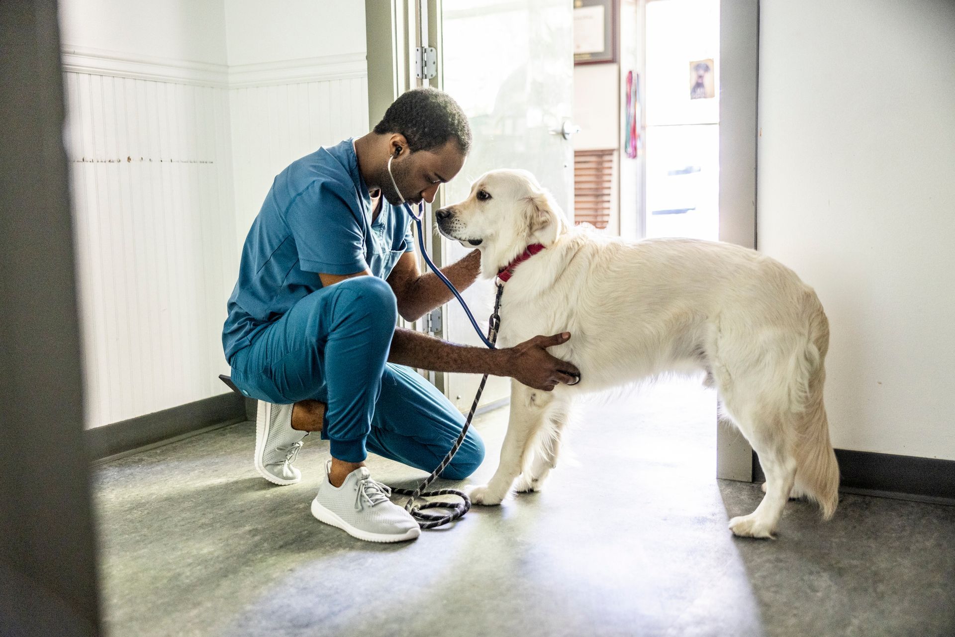 Veterinarian in scrubs examining dog in veterinarians exam room. Veterinarian in scrubs examining dog in veterinarians exam room.