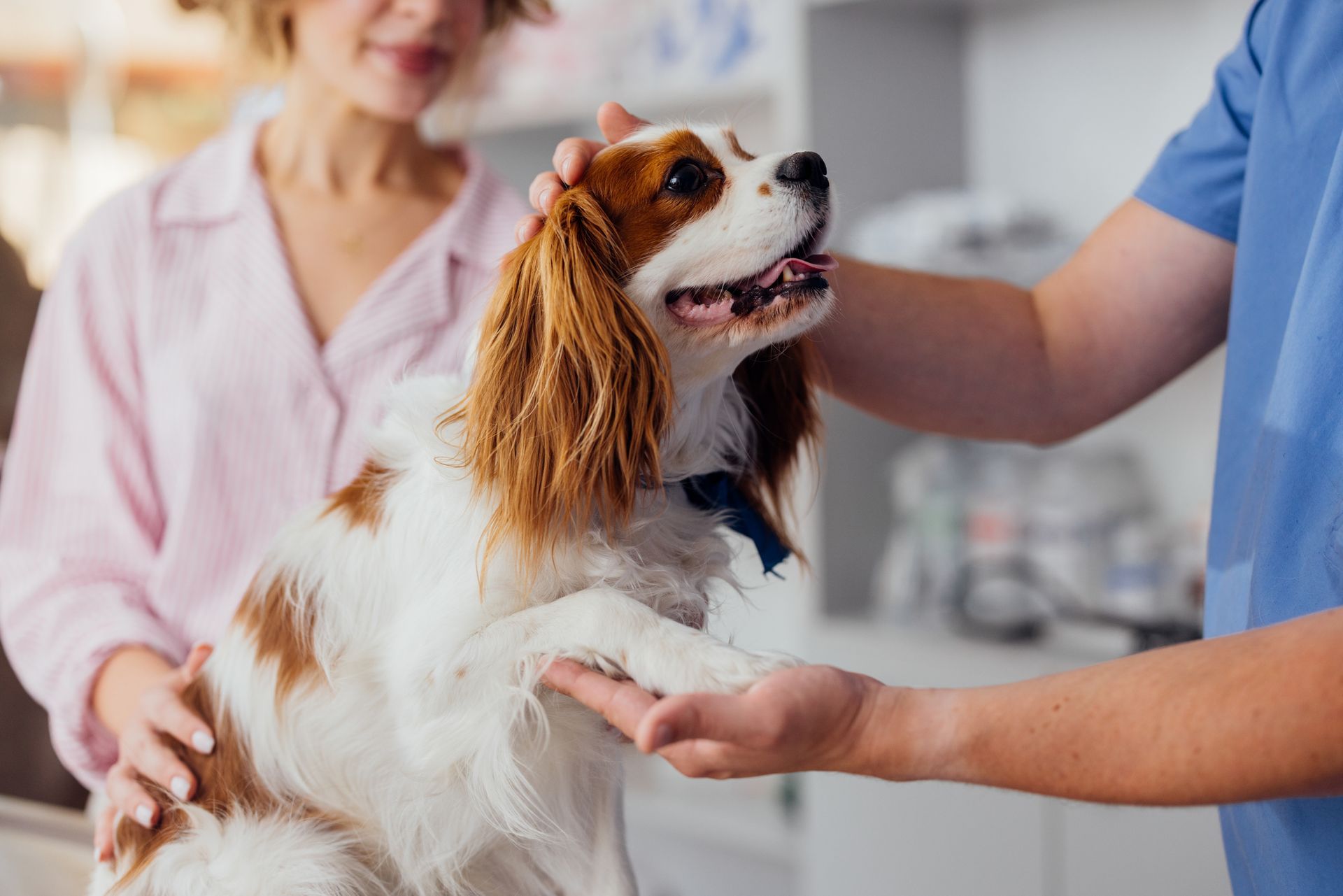 A dog being examined by a veterinarian while the owner watches closely.