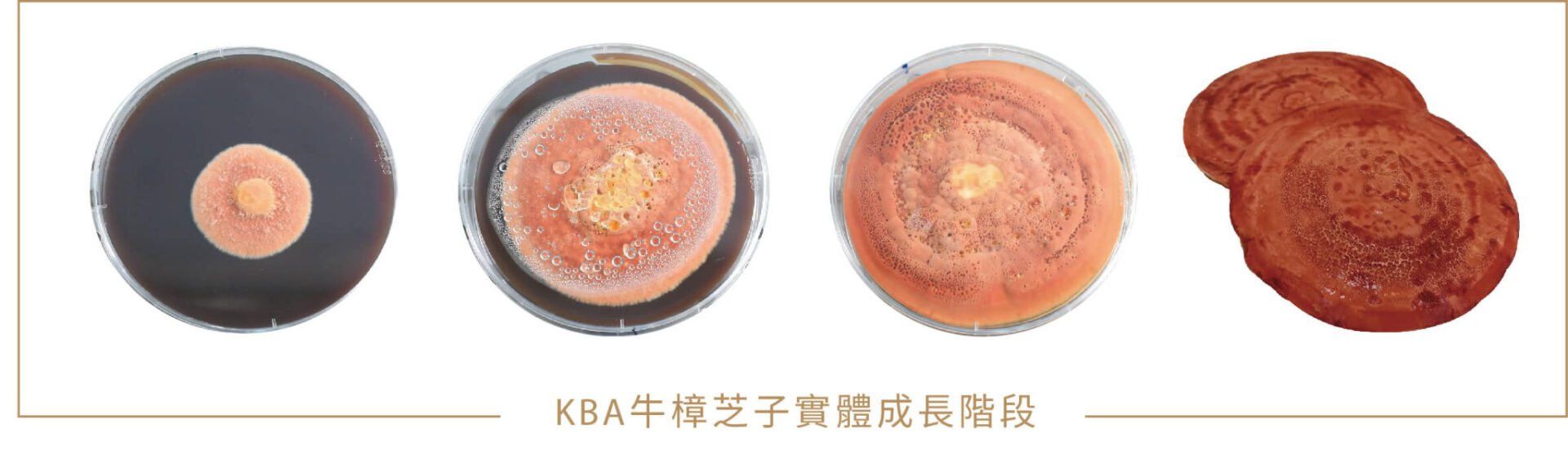 KBA牛樟芝子實體成長階段
