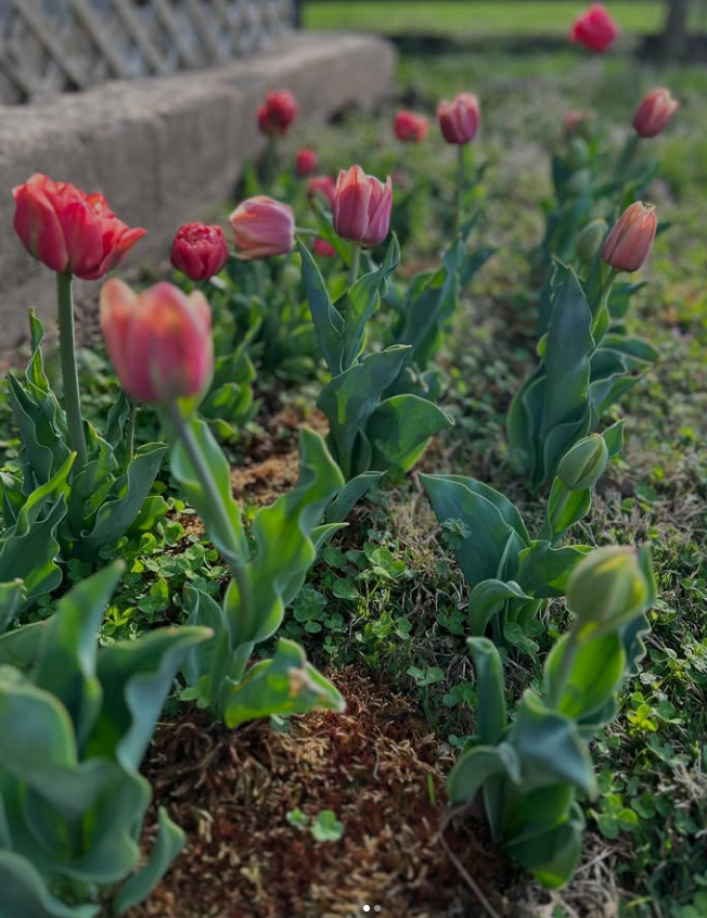 Pink tulips blooming in a garden bed with green foliage and soil rows
