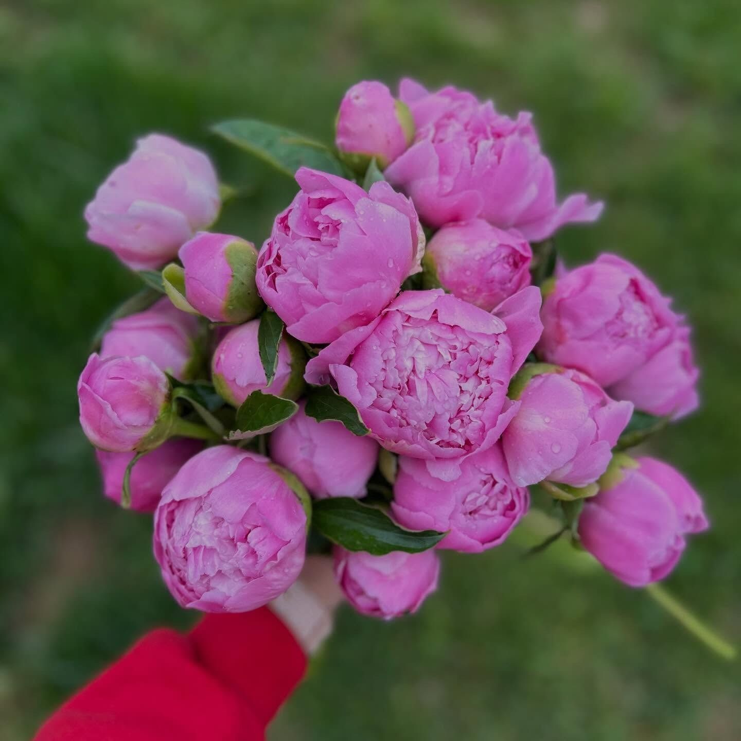 Bouquet of pink peonies held in a hand against a blurred green background