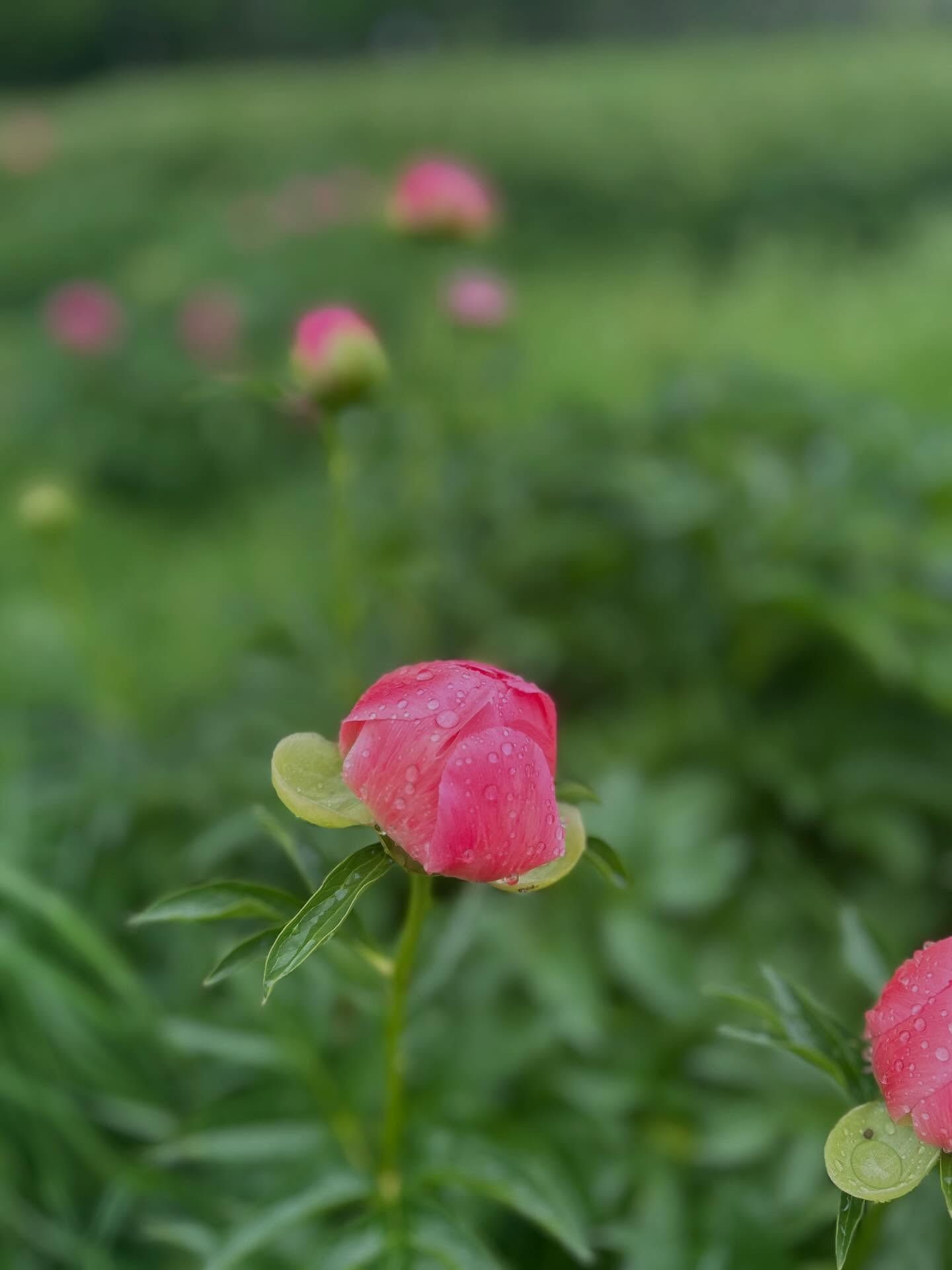 Pink wildflowers in a green field, with a shallow-focus close-up blossom in front