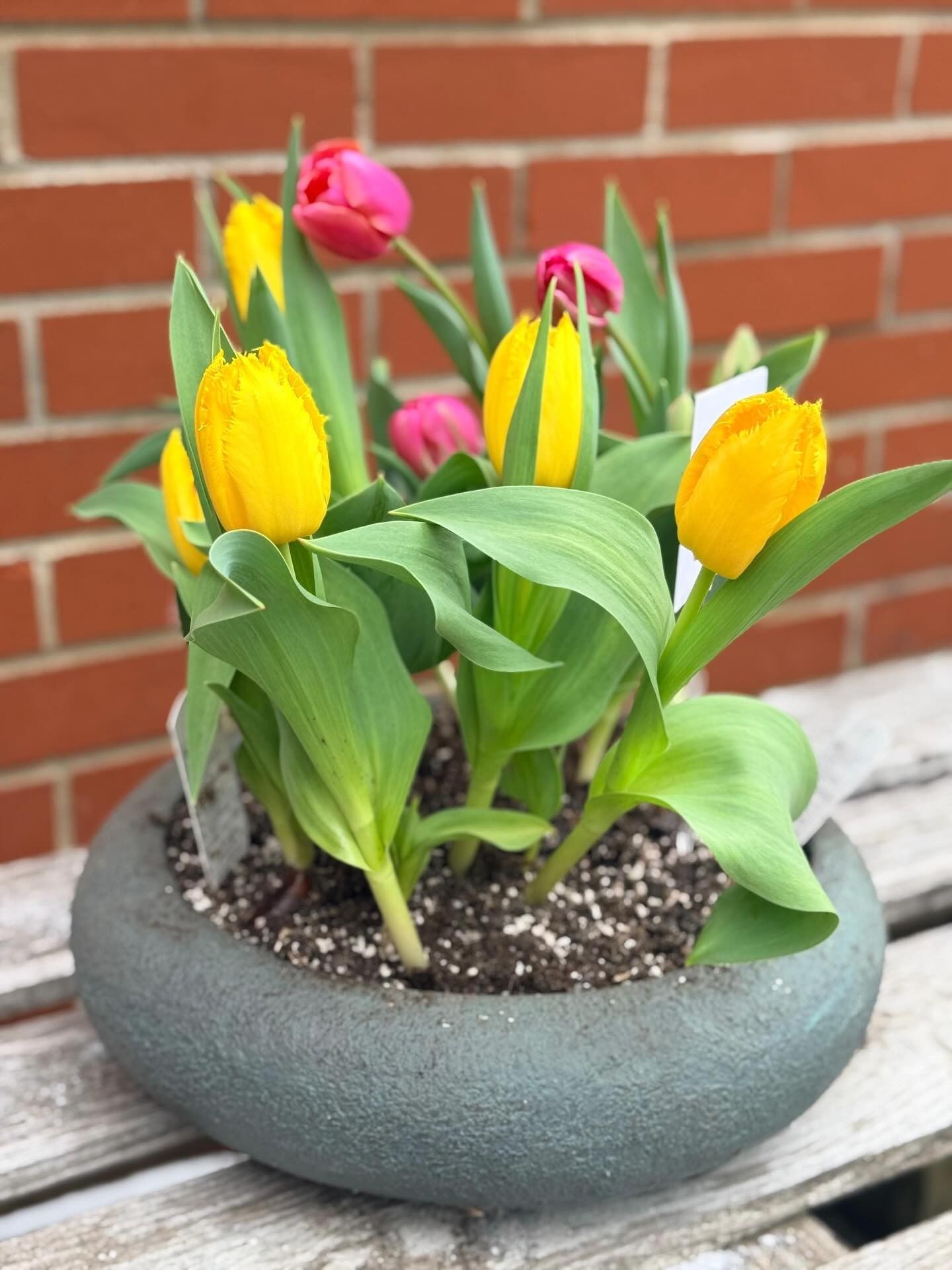 Yellow and pink tulips blooming in a gray planter on a wooden table against a brick wall