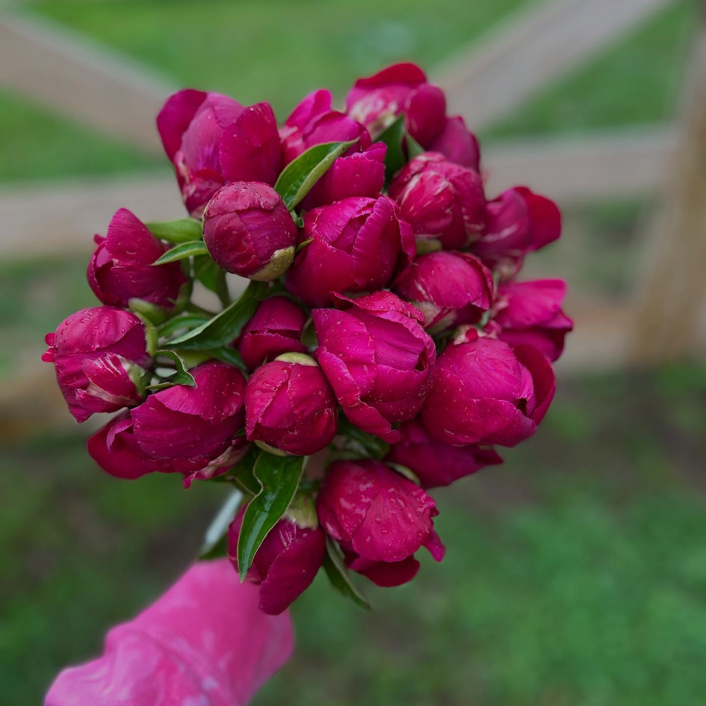 A hand holding a bouquet of deep pink rosebuds with raindrops, against a blurred garden background