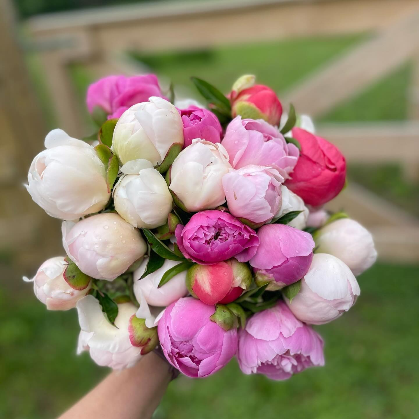 Bouquet of pink and white peonies held in hand outdoors
