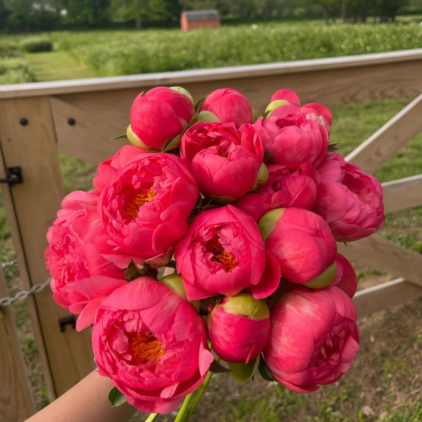Bright pink peonies in bloom against a wooden fence outdoors