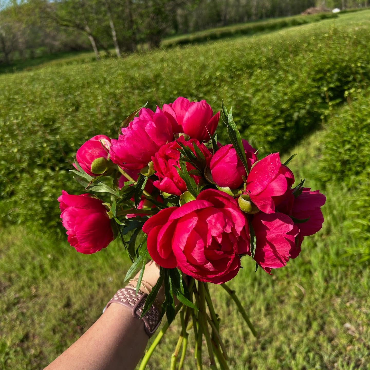 Hand holding a bouquet of vivid pink roses in a sunny green field