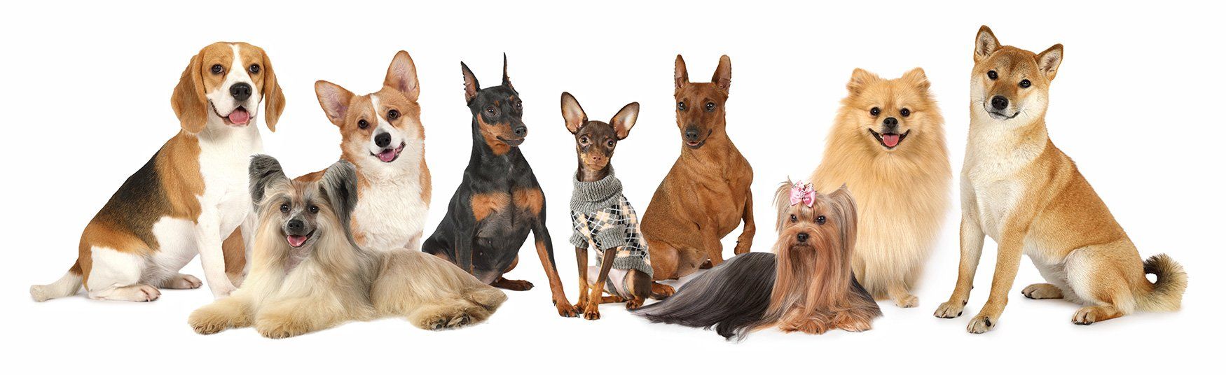 A group of dogs