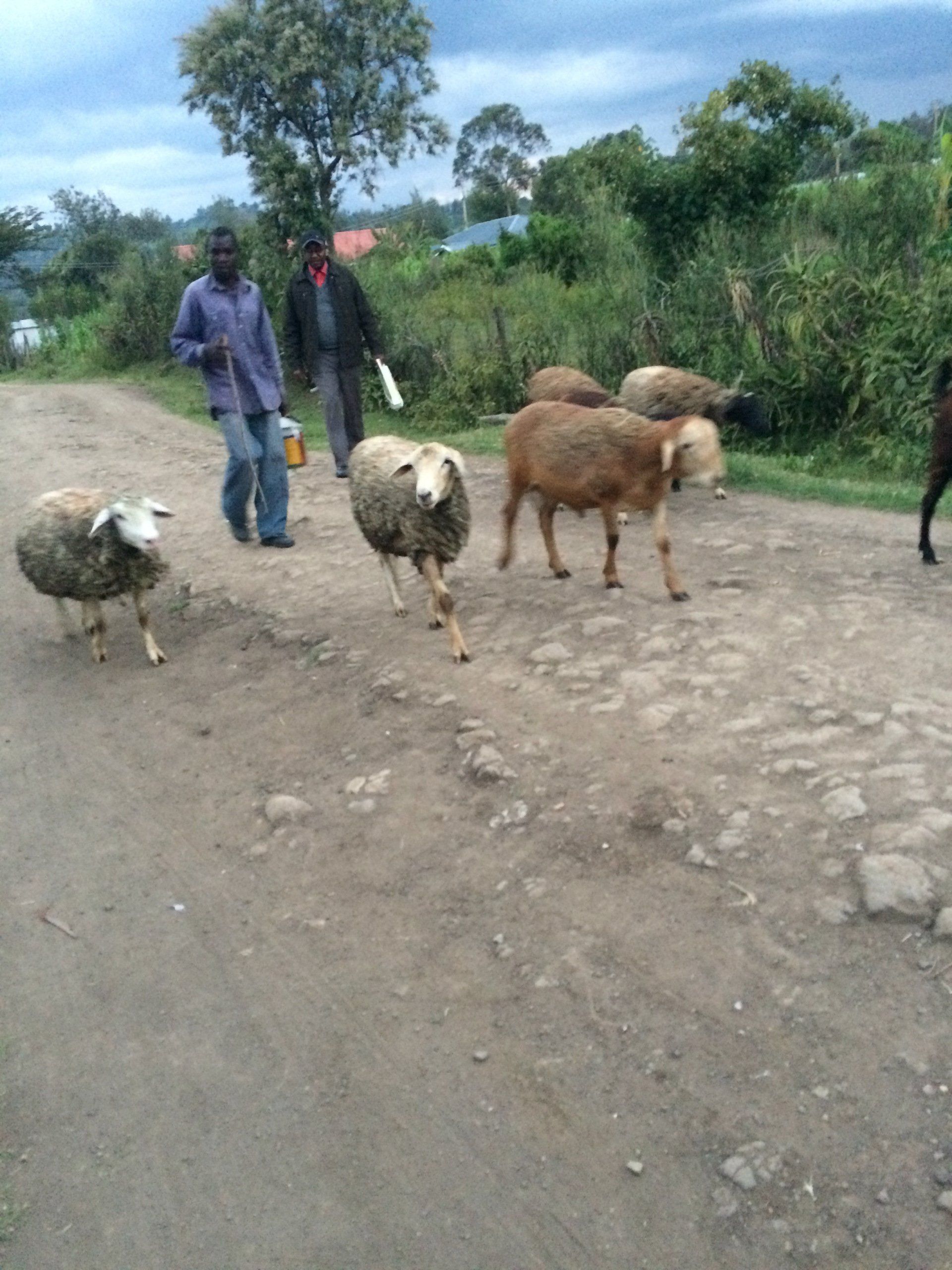 A group of sheep are walking down a dirt road