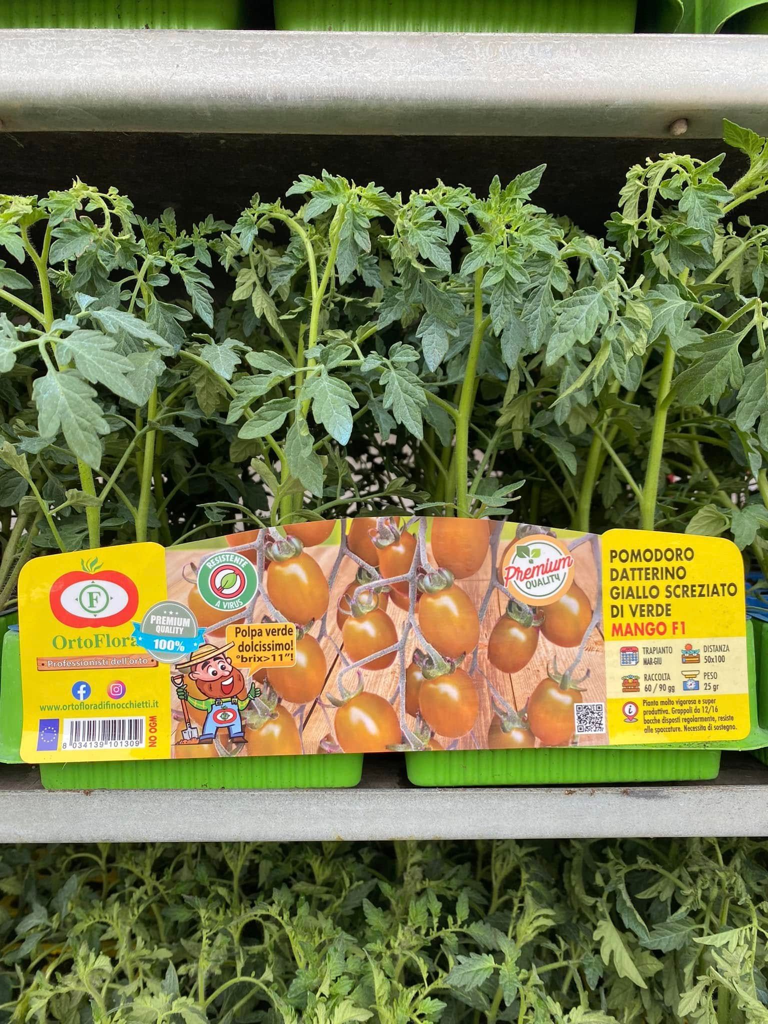 Piantine di pomodoro in vassoi neri con un'etichetta colorata su uno scaffale da vivaio.