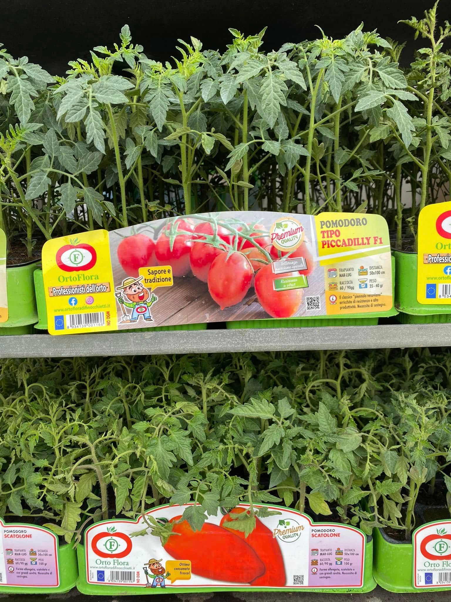 Piantine di pomodoro in vaso sugli scaffali di un negozio, con etichette di prezzo colorate.