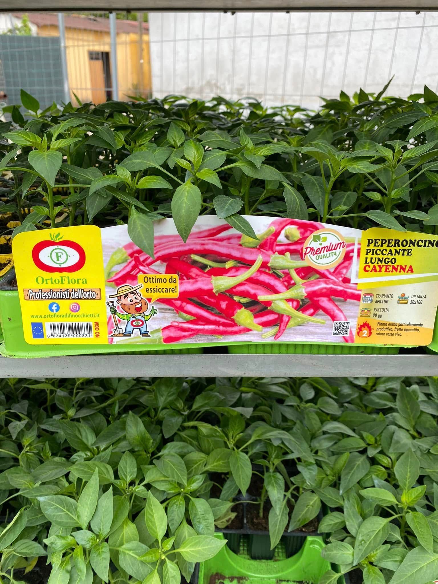 File di piante di peperoni verdi in un vivaio con un'etichetta colorata che mostra peperoncini rossi e verdi.