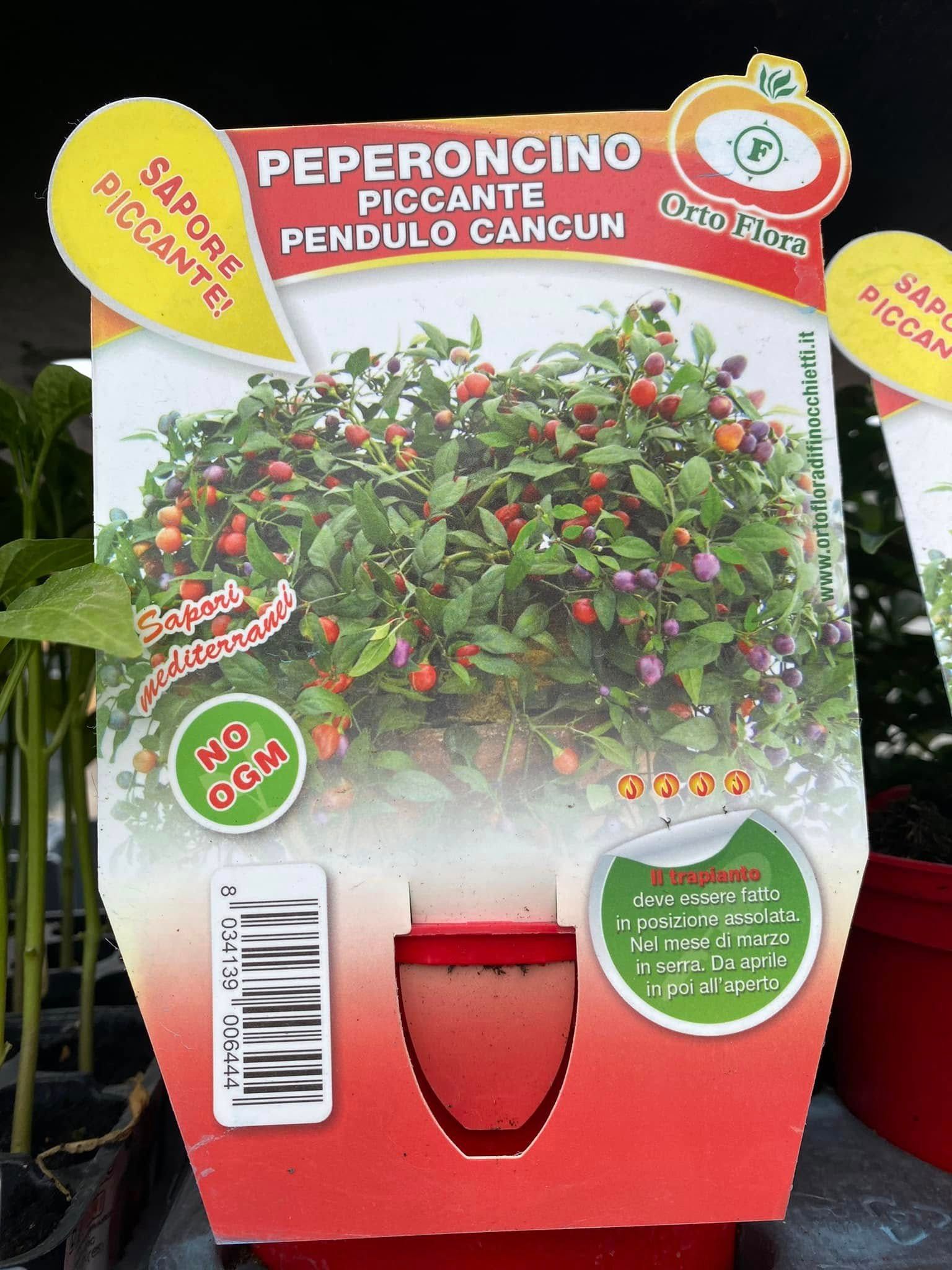Etichetta della pianta di peperoncino Pendulo Cancun con la foto di una pianta di peperoncino con frutti e confezione rosso-gialla