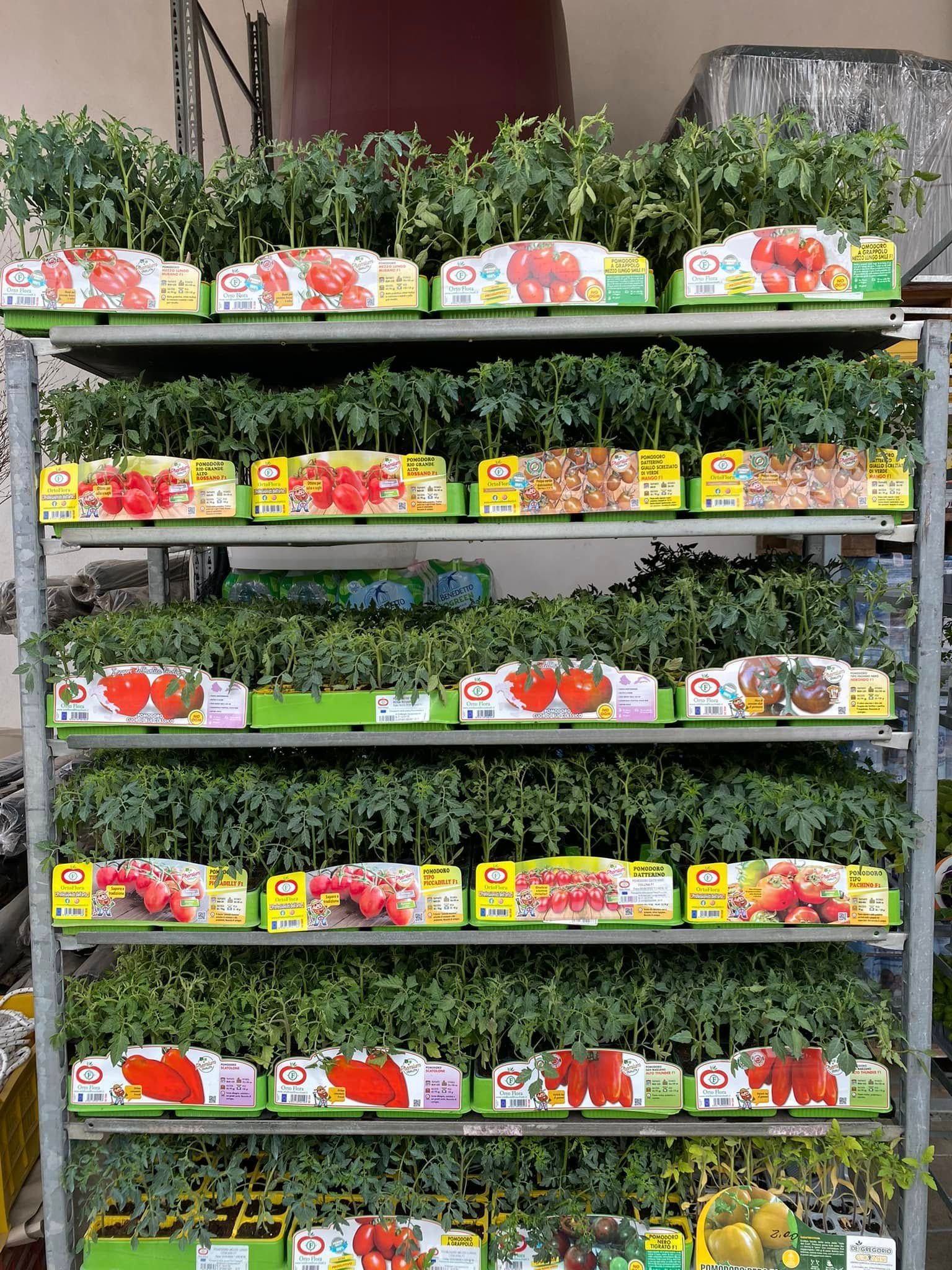 Scaffali con vasi di fiori e piante verdi in un'esposizione all'aperto di un negozio.