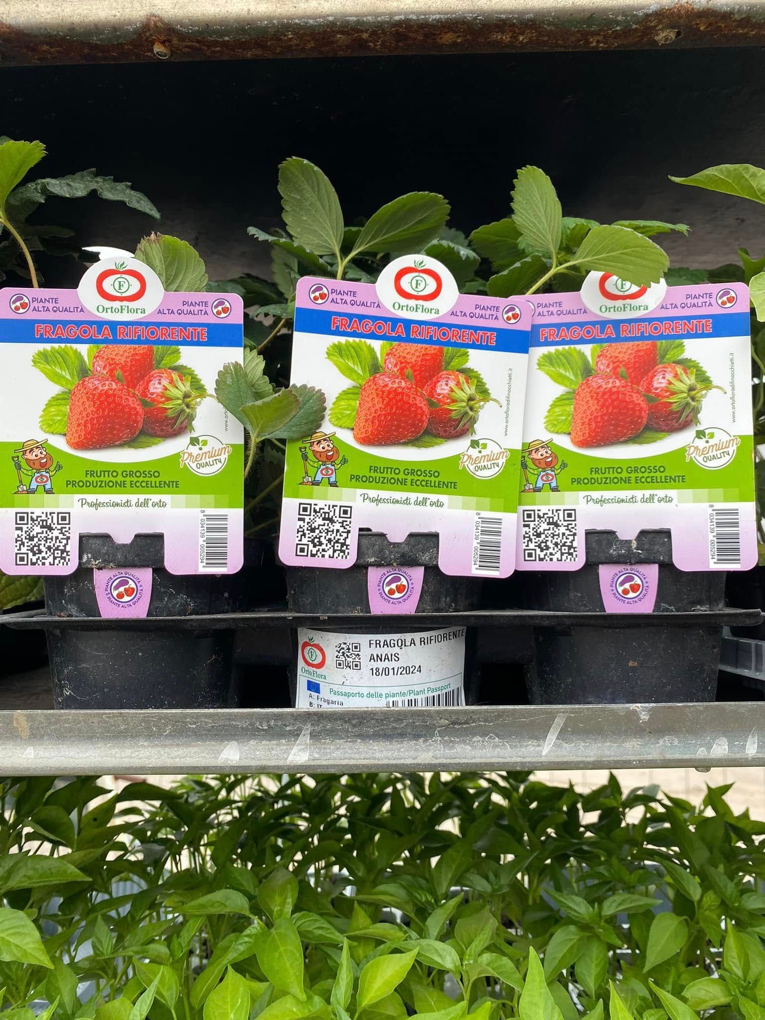 Piccole piantine di fragole in vaso su uno scaffale di un negozio, ciascuna in una confezione rosa e bianca con fragole rosse mature in bella vista.