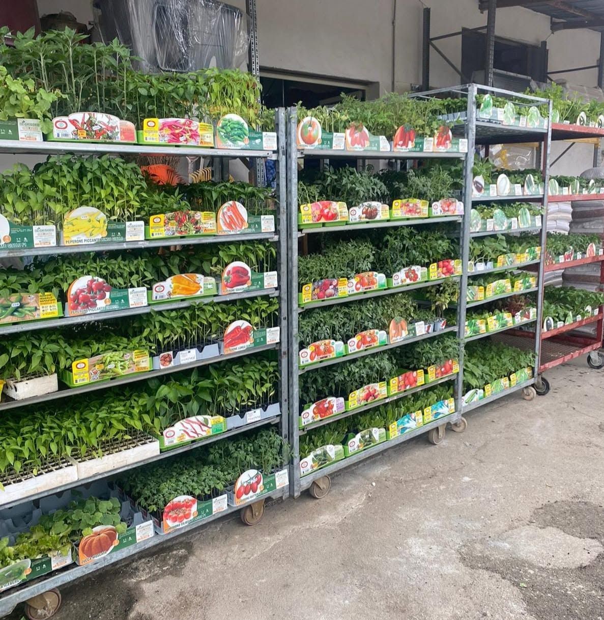 File di verdure fresche a foglia verde sugli scaffali del mercato, con prodotti confezionati in sacchetti su rastrelliere di metallo nero all'esterno.