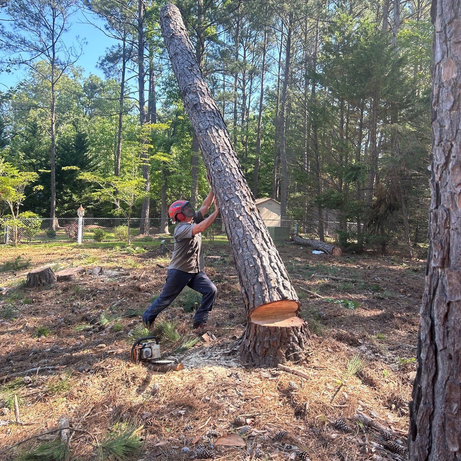 Person using a chainsaw to cut a leaning tree in a wooded yard
