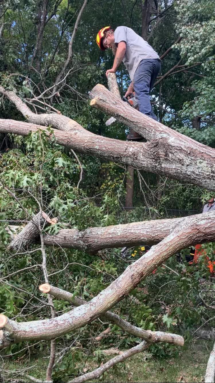 Person using a chainsaw to cut a leaning tree in a wooded yard
