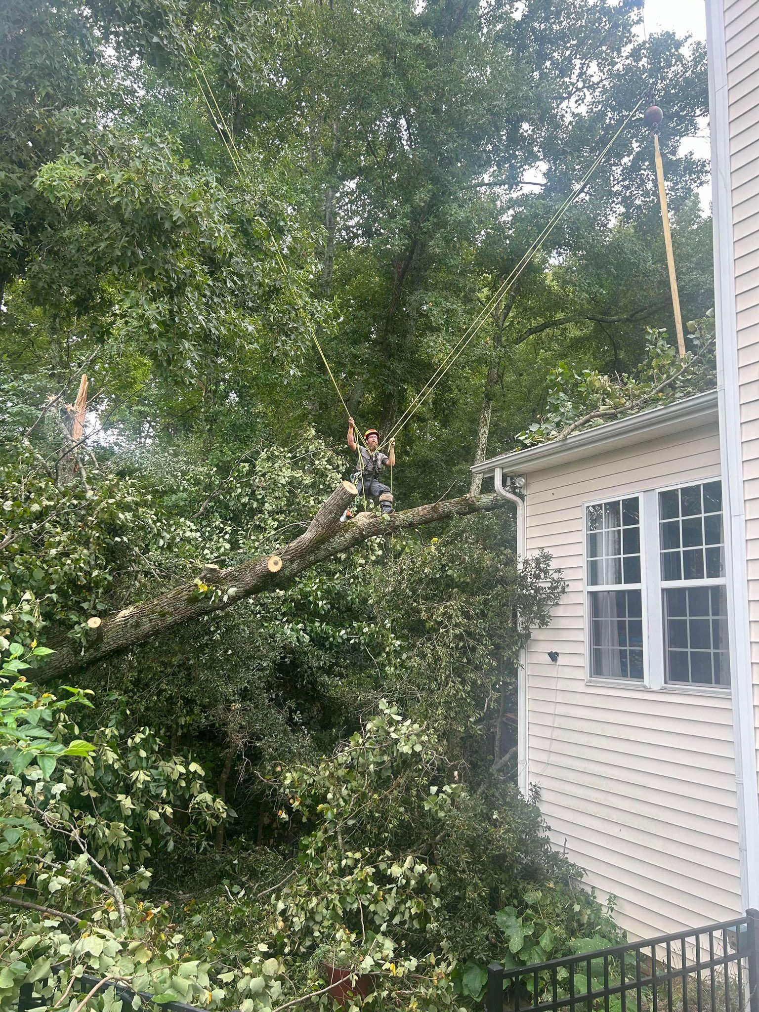 A person sits on a tree limb that has fallen onto the roof of a light-colored, vinyl-sided house.