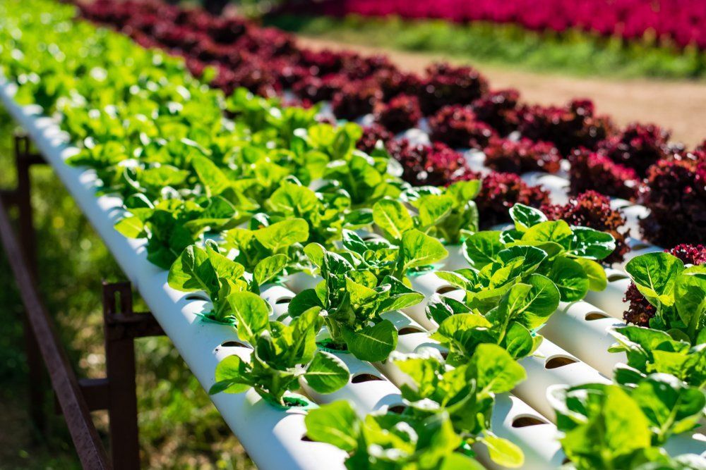 A Row of Lettuce Plants Growing in A Hydroponic Garden — Hunter Valley Plant Market in Nulkaba, NSW